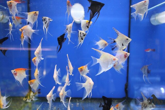 Bể cá nên có chiều cao lớn để phù hợp với vây dài của cá, tạo cho chúng không gian bơi thoải mái và tự nhiên.