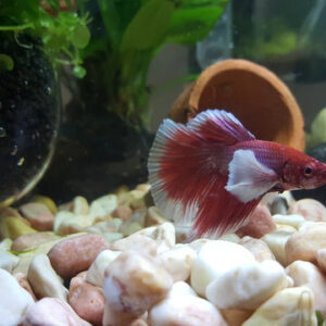 Betta Dumbo là loài cá ăn thịt, vì vậy chế độ ăn uống của chúng cần phải cung cấp đầy đủ protein để duy trì sức khỏe và vẻ đẹp