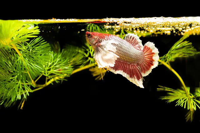 Betta Dumbo yêu thích nước ấm, vì vậy nhiệt độ lý tưởng trong bể là từ 24°C đến 28°C
