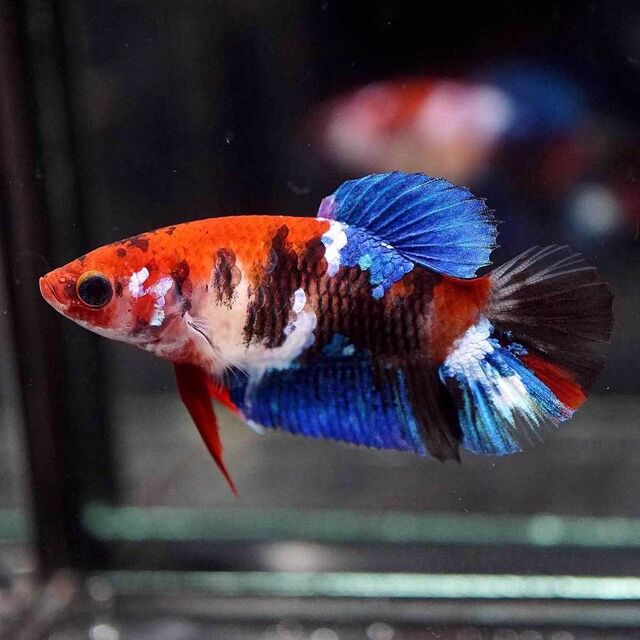 Betta Fancy mái là một dòng cá betta sở hữu sự kết hợp màu sắc rực rỡ và phong phú