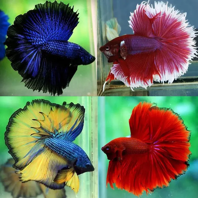 Betta Halfmoon có đặc điểm ngoại hình vô cùng ấn tượng, nổi bật nhất là bộ vây đuôi rộng và hình dáng bán nguyệt hoàn hảo.