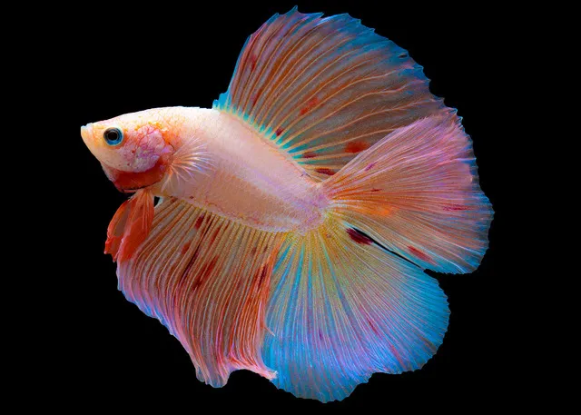 Betta Halfmoon có nguồn gốc từ Đông Nam Á, nơi cá betta đã được lai tạo và phát triển qua nhiều thế hệ để có được vẻ ngoài như hiện tại