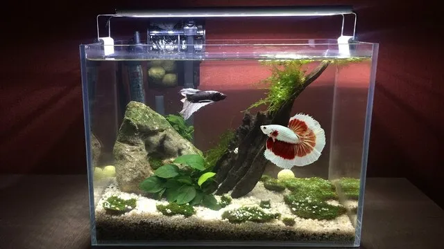 Betta Halfmoon có thể sống chung với các loài cá khác nếu bạn chọn những loài hiền lành