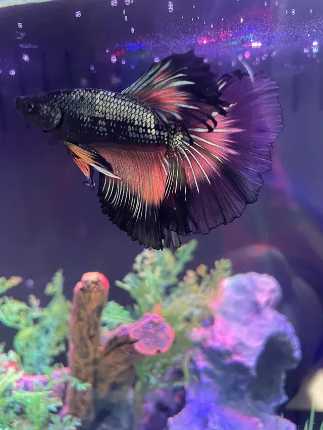 Betta Halfmoon cũng yêu thích một môi trường sống yên tĩnh, vì vậy bạn nên tránh đặt bể cá ở nơi có tiếng ồn hoặc ánh sáng quá mạnh