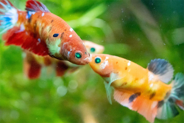 Betta Nemo có thể sống trong bể nhỏ, nhưng cần đủ không gian để bơi lượn.