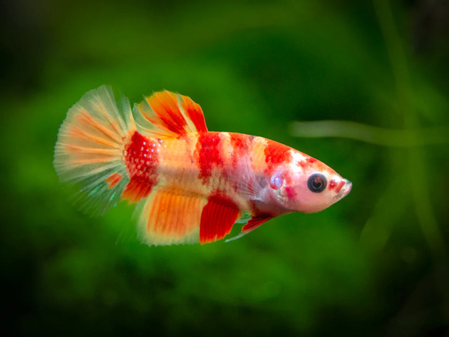 Betta Nemo được đánh giá là loài cá dễ nuôi, phù hợp với cả những người mới bắt đầu chơi cá cảnh. .