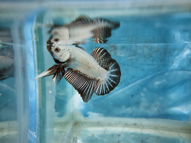 Betta Rồng Đen có thể sống trong các bể cá nhỏ từ 5 đến 10 lít, tuy nhiên, nếu muốn chúng phát triển tốt nhất, bạn nên nuôi trong bể có không gian rộng hơn