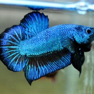 Betta Rồng Xanh là loài ăn tạp, vì vậy chế độ dinh dưỡng của chúng khá đa dạng