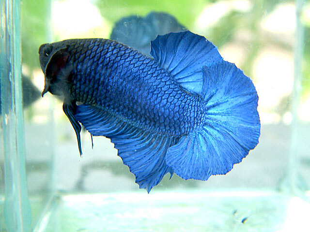 Betta Rồng Xanh nổi bật với bộ vây dài, mềm mại, và màu sắc xanh tươi sáng, tạo nên vẻ đẹp quyến rũ.