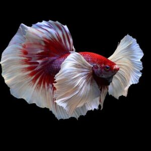 Betta dumbo halfmoon: Hướng dẫn cách nuôi và chăm sóc đúng cách để cá sống lâu
