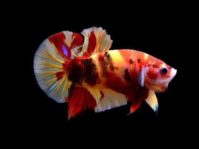 Betta nemo galaxy - Giống cá lai tuyệt đẹp đang được săn đón hàng đầu trên thị trường