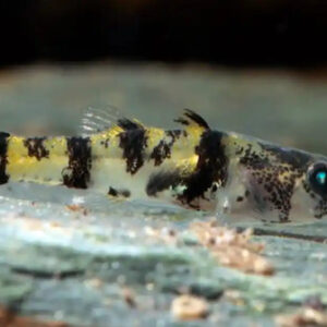 Bổ sung thêm các món ăn giàu protein sẽ giúp cá phát triển khỏe mạnh và tăng cường màu sắc.