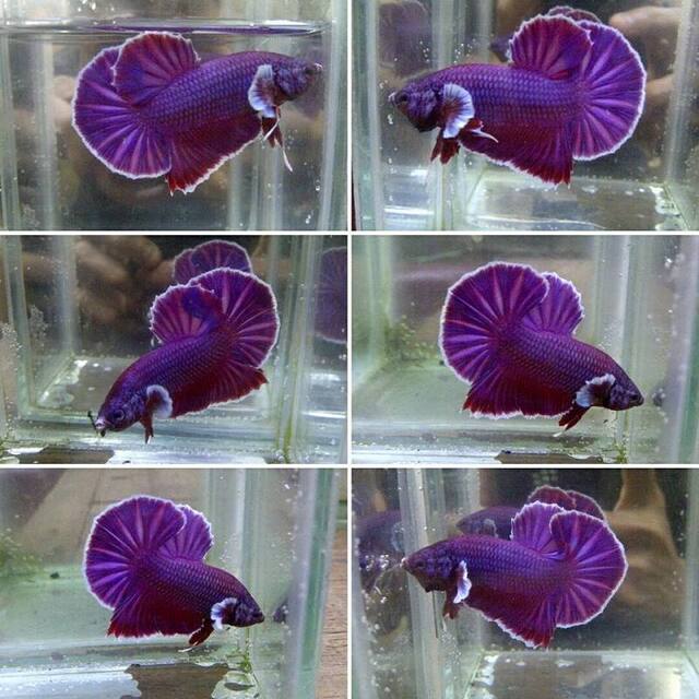 Bộ vây đuôi của Betta Rồng Tím đặc biệt rộng và dài, tạo thành hình bán nguyệt, tỏa ra khi cá di chuyển