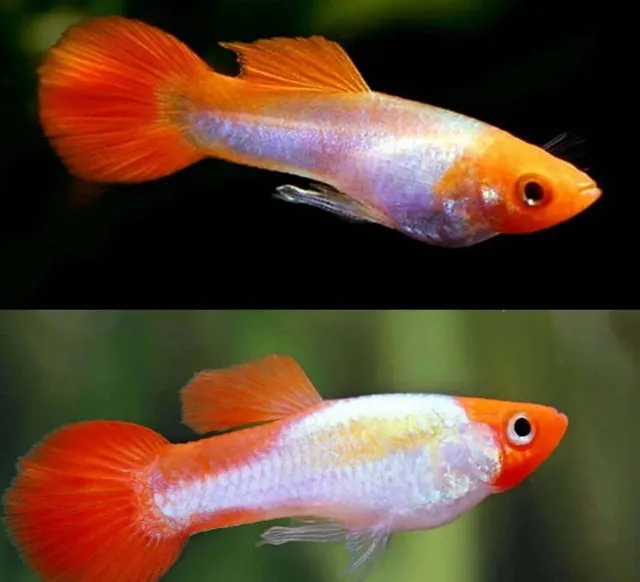 Cá 7 màu Koi đỏ có khả năng sinh sản nhanh chóng và dễ dàng