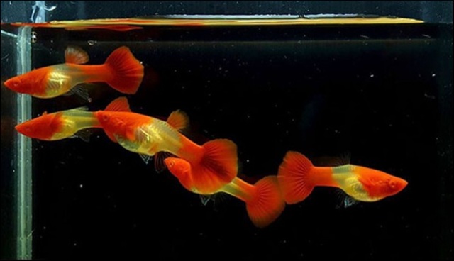 Cá 7 màu Koi đỏ có khả năng thích nghi với môi trường sống phong phú, từ nước ngọt đến môi trường có độ pH từ 6.5 đến 8.0.