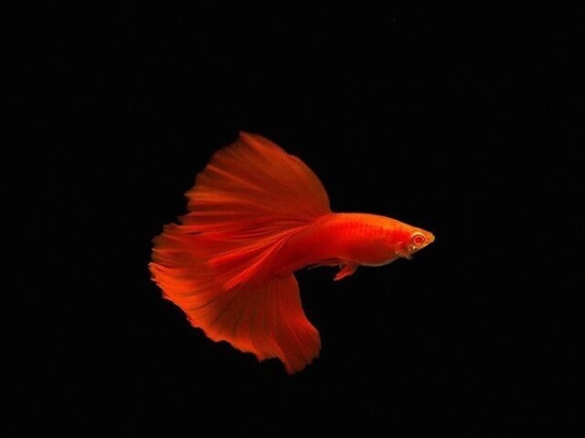 Cá Bảy Màu Full Red: Dòng cá cảnh được săn đón hàng đầu hiện nay 