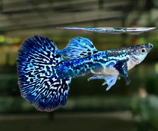 Cá Bảy Màu Rồng Xanh: Bí quyết sở hữu một đàn cá cảnh cực chất lượng– Bạn Đã Biết Chưa?