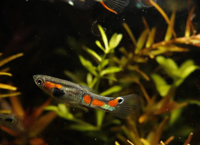 Cá Bảy Màu Rừng: Giống cá cảnh lý tưởng cho bể cá nhà bạn