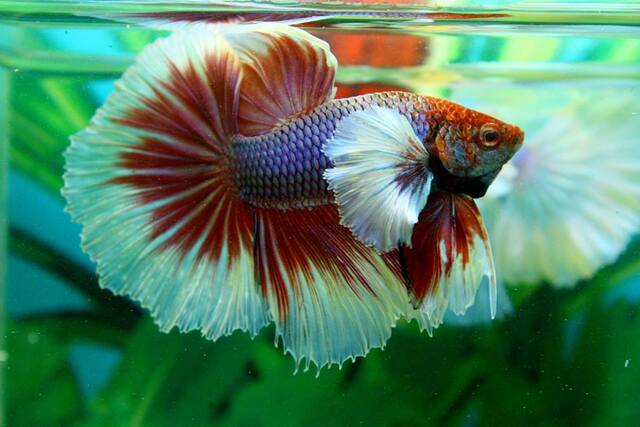 Cá Betta Dumbo là một loài cá cảnh tuyệt vời, mang lại vẻ đẹp và sự sống động cho bể cá thủy sinh của bạn.