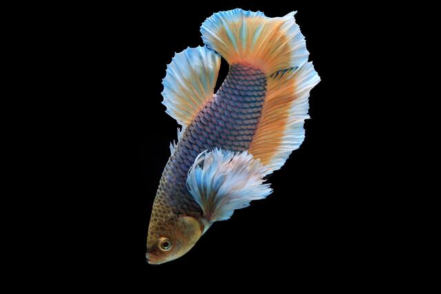 Cá Betta Dumbo thuộc loài cá Betta, nổi bật nhờ đôi vây ngực đặc biệt giống tai voi