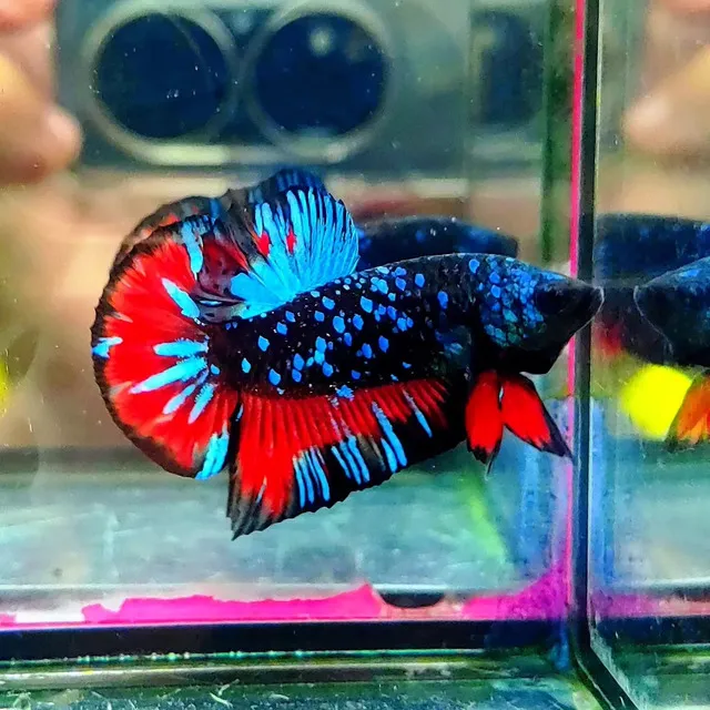 Cá Betta Galaxy không chỉ nổi bật nhờ vào vẻ ngoài ấn tượng mà còn bởi tính cách thân thiện và dễ nuôi