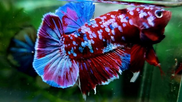 Cá Betta Galaxy yêu cầu một môi trường sống sạch sẽ và ổn định