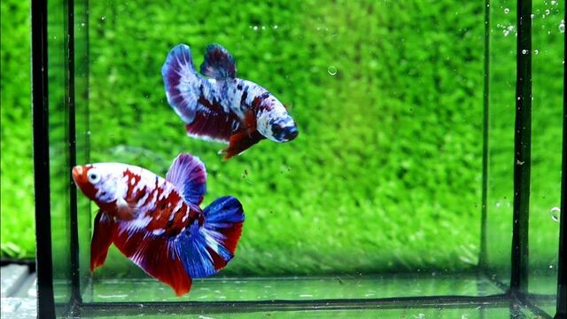 Cá Betta Galaxy yêu thích không gian rộng rãi và ít dòng chảy mạnh