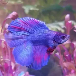 Cá Betta Halfmoon: Chế Độ Dinh Dưỡng, Cách Chăm Sóc Và Phòng Ngừa Bệnh Đúng Cách