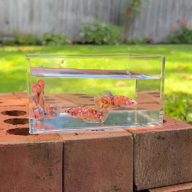 Cá Betta Nemo Galaxy thích hợp sống trong những bể cá có nhiệt độ nước từ 24 đến 30 độ C và pH từ 6.5 đến 7.5