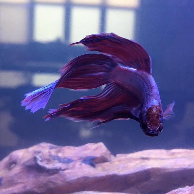 Cá Betta Rồng Tím: Đặc Điểm Nổi Bật, Cách Chăm Sóc Và Giá Bán Cập Nhật