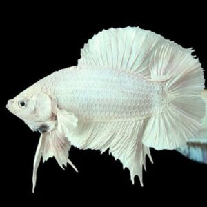 Cá Betta Rồng Trắng thường có thân hình thon dài, khỏe mạnh và vảy bóng loáng