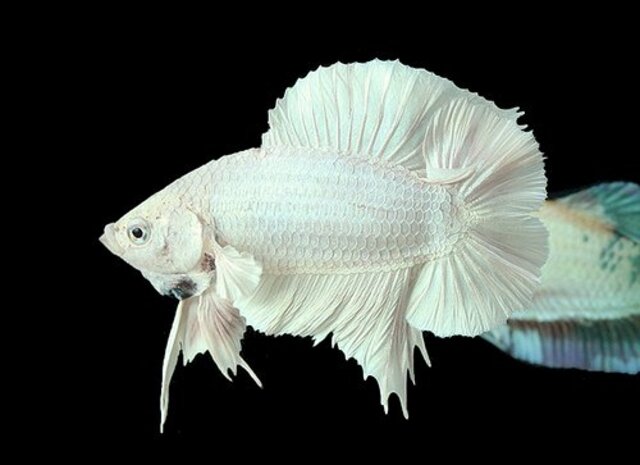 Cá Betta Rồng Trắng thường có thân hình thon dài, khỏe mạnh và vảy bóng loáng