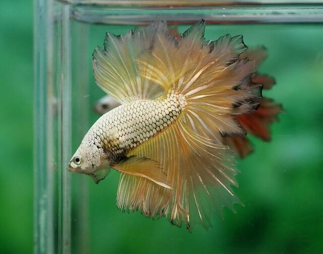 Cá Betta Rồng Vàng có thể mắc một số bệnh nếu không được chăm sóc đúng cách