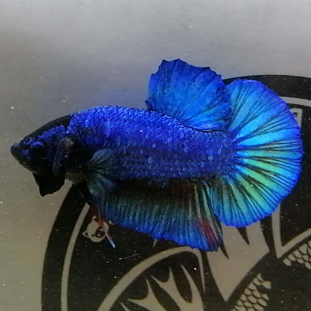 Cá Betta Rồng Xanh: Hướng Dẫn Chăm Sóc Đúng Cách Để Cá Luôn Khoẻ Mạnh