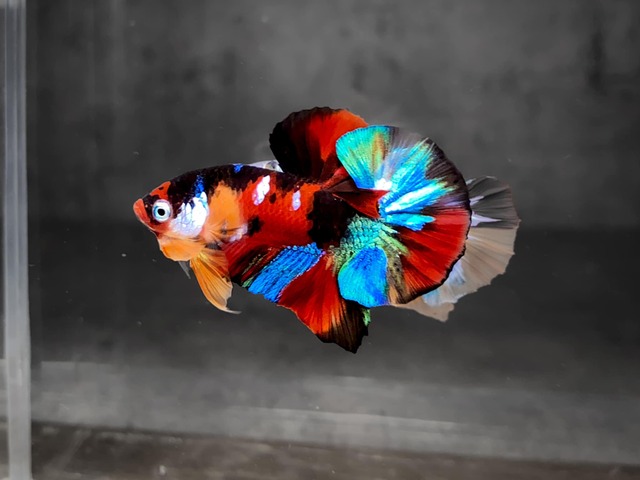 Cá Betta có thể trở nên hung dữ với những con cá khác cùng loài hoặc có kích thước giống chúng