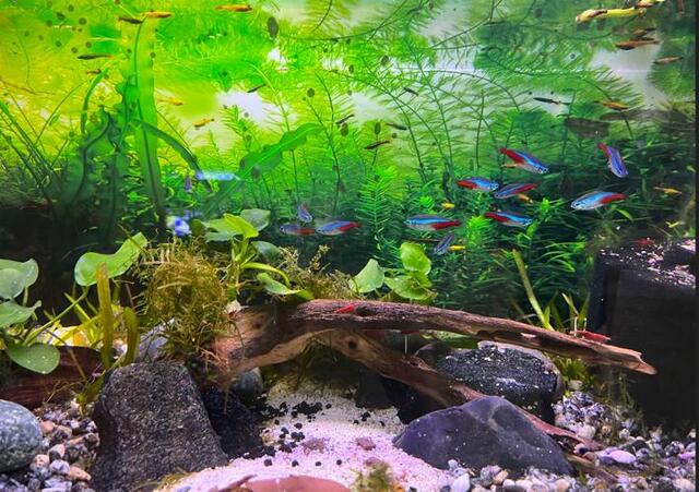 Cá Blue Neon thích ánh sáng dịu và không thích ánh sáng trực tiếp mạnh