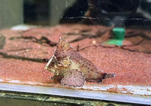 Cá Bọ Cạp cần sống trong bể cá có dung tích từ 50 lít trở lên để có đủ không gian bơi lội thoải mái