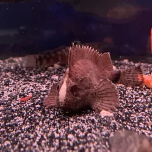 Cá Bọ Cạp có thân hình dài và khỏe, với các vây lớn kéo dài tạo thành hình dáng mạnh mẽ.