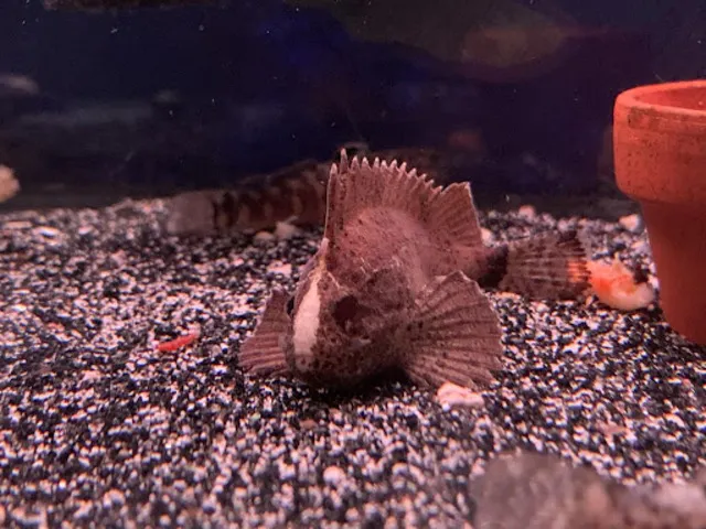 Cá Bọ Cạp có thân hình dài và khỏe, với các vây lớn kéo dài tạo thành hình dáng mạnh mẽ.