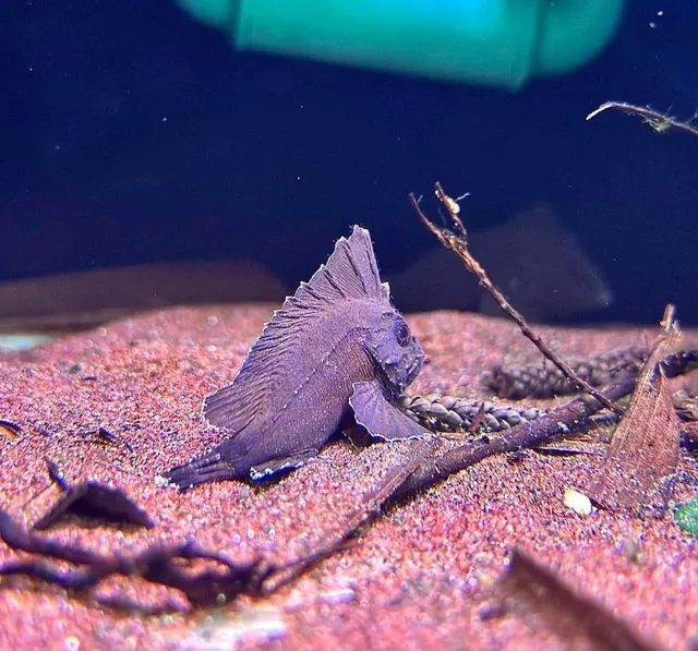 Cá Bọ Cạp sẽ phát triển khỏe mạnh nếu được cho ăn các loại thức ăn tươi sống như tôm, cá con và giun đỏ.