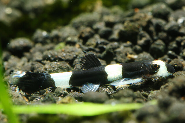 Cá Bống Panda: Loài Cá Kỳ Lạ Và Cách Nuôi Đơn Giản Tại Nhà