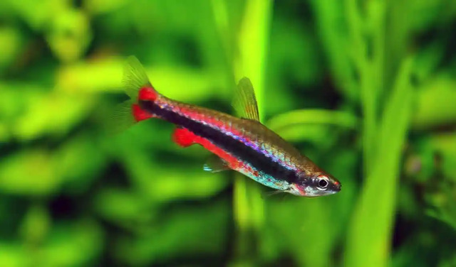 Cá Bút Chì Đỏ- ‘Tiểu Thần Thú’ Đang Làm Mưa Làm Gió Trong Các Bể Cá Cảnh!