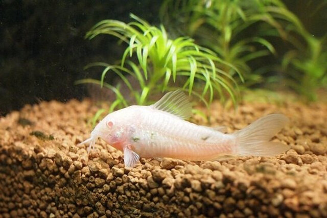 Cá Chuột Trắng: Loài Cá Cảnh Hiền Hòa Với Sức Hút Không Thể Cưỡng Lại!