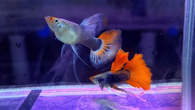 Cá Dumbo Red Tail là loài ăn tạp, chúng sẽ ăn cả thực vật và động vật trong tự nhiên. 