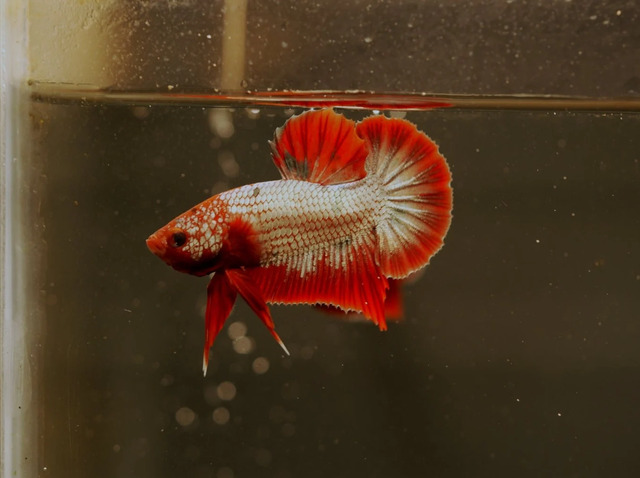 Cá Fancy Copper là loài cá ăn tạp, với chế độ dinh dưỡng phong phú để đảm bảo sự phát triển khỏe mạnh