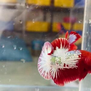 Cá Fancy Copper thích nghi tốt với môi trường nước ngọt, đặc biệt là trong các bể thủy sinh với hệ thống lọc nước sạch