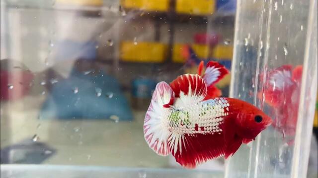 Cá Fancy Copper thích nghi tốt với môi trường nước ngọt, đặc biệt là trong các bể thủy sinh với hệ thống lọc nước sạch