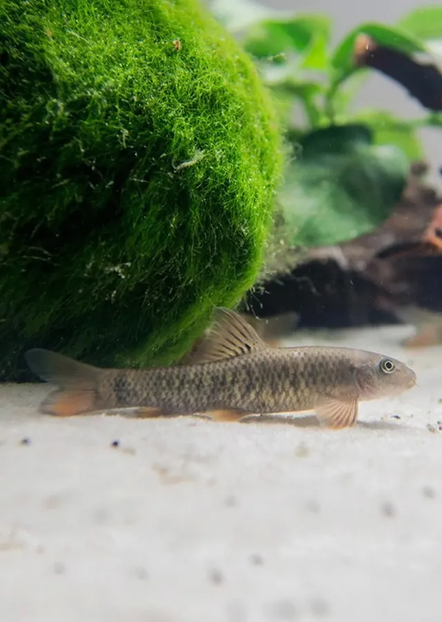 Cá Garra là loài cá ưa thích môi trường nước ngọt, đặc biệt là các vùng có dòng chảy nhẹ nhàng và nhiều đá tảng