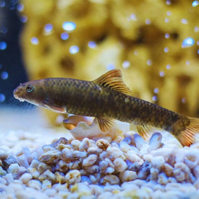 Cá Garra rất thích ăn biofilm – một lớp màng sinh học mỏng phủ trên đá và thực vật trong bể.