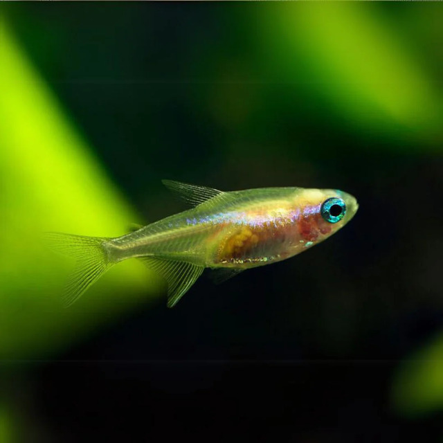 Cá Gold Neon Tetra: Loài Cá Đẹp Mê Mẩn – Hướng Dẫn Chăm Sóc Từ A-Z!